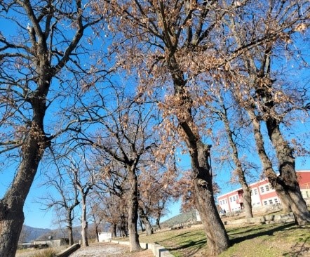 The Oaks of Kalenjë