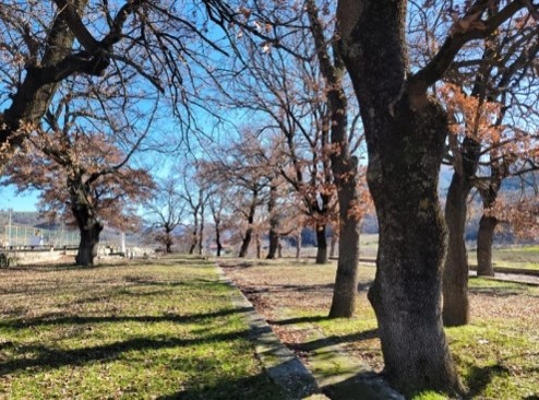 The Oaks of Kalenjë