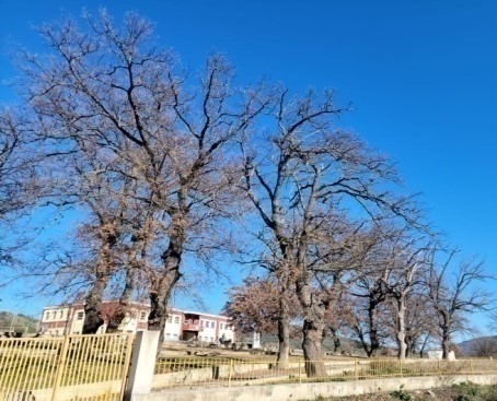 The Oaks of Kalenjë