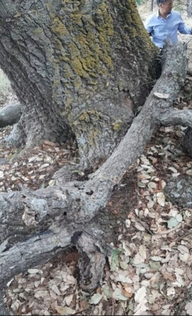 The Vakëf Oak