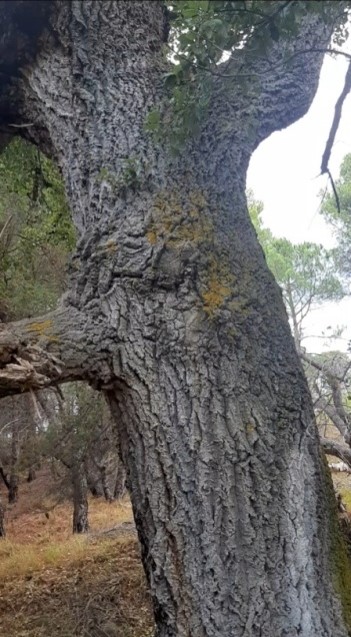 The Vakëf Oak