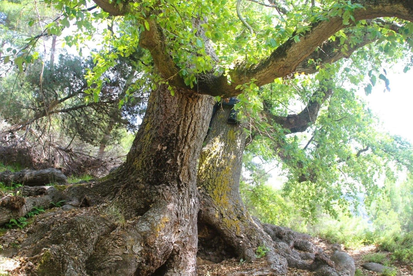 The Vakëf Oak — Lisi i Vakefit