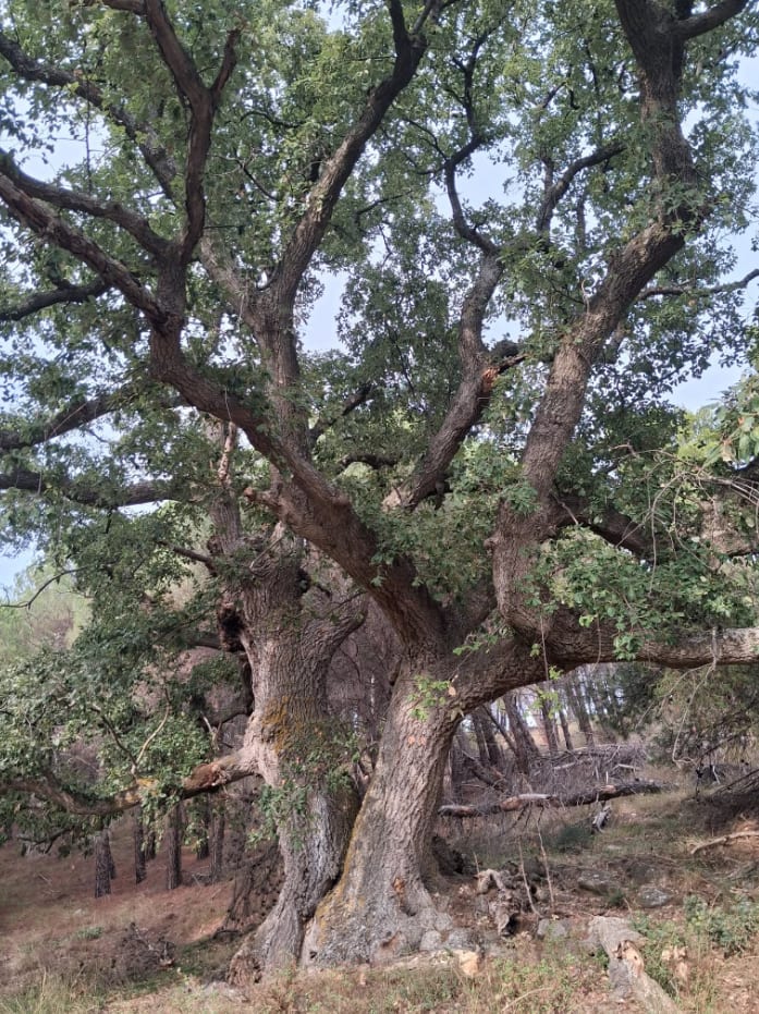 The Vakëf Oak — Lisi i Vakefit